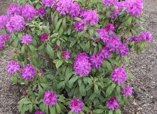 Рододендрон гибридный Royal Lilac/Boleslaw Chrobry