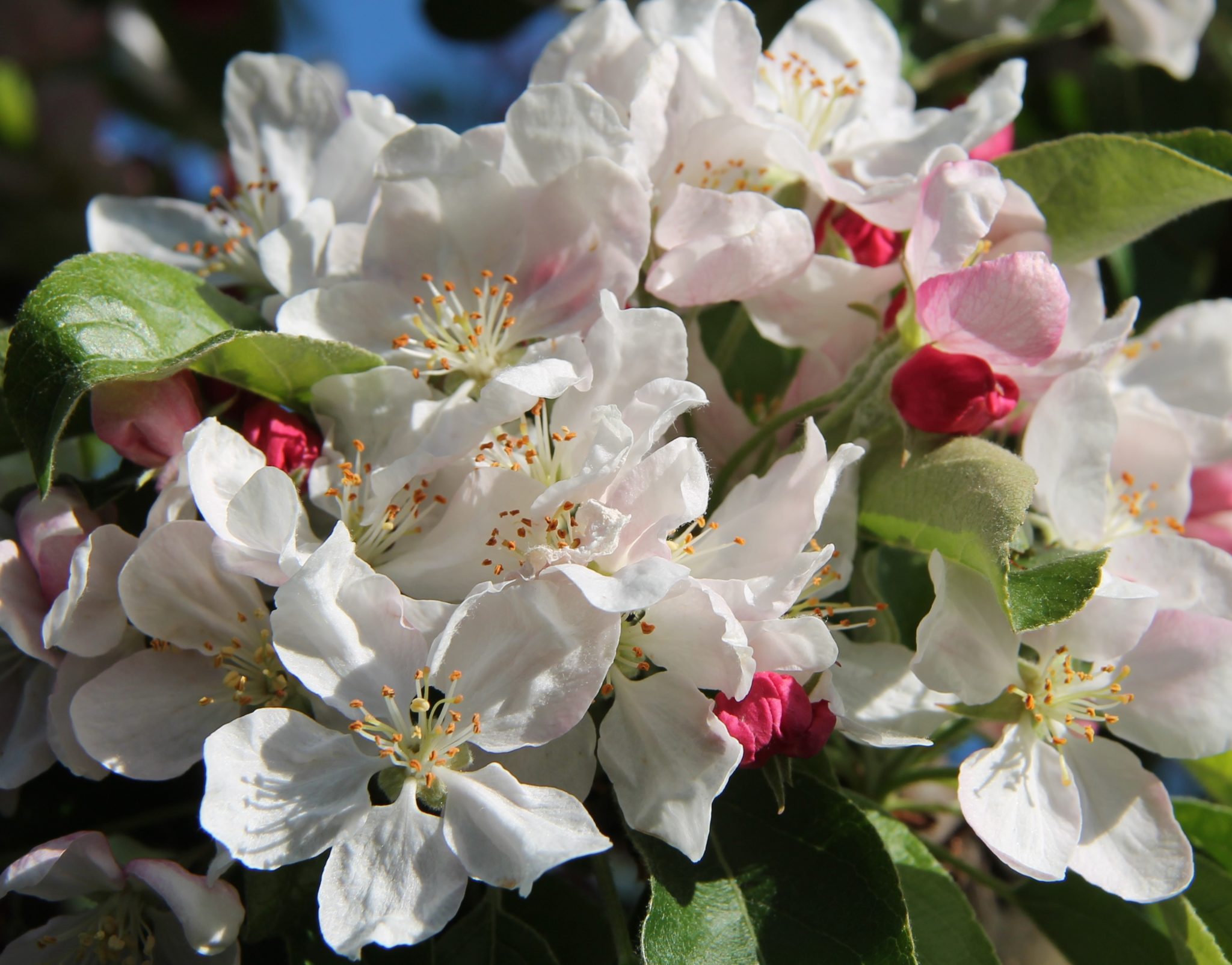 Malus Golden Hornet яблоня